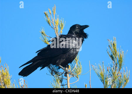 Australian Corvo Imperiale (Corvus coronoides) Foto Stock