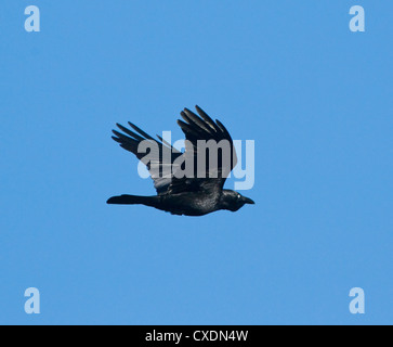 Australian Corvo Imperiale (Corvus coronoides) Foto Stock