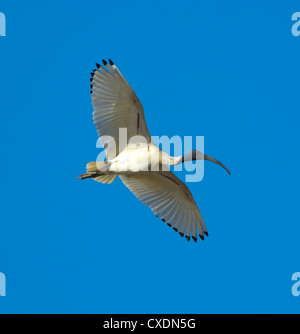 Australian White Ibis (Threskiornis molucca) Foto Stock