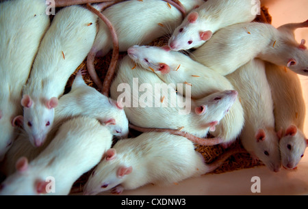 Ratti bianco, ratto, ratti per la dissezione, animale,zoologia, biologia, ricerca,Microbiology,esperimenti Foto Stock