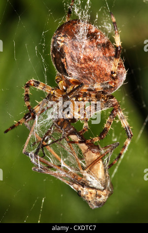 Giardino o Orb spider web con gru Fly preda. Foto Stock