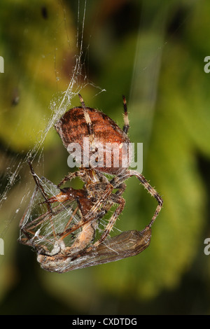 Giardino o Orb spider web con gru Fly preda. Foto Stock