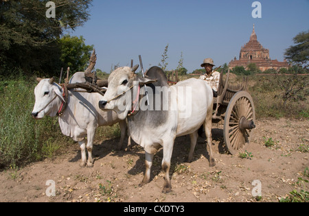 Uomo in ox cart e Htilominlo Pahto in background, Bagan (pagano), Myanmar (Birmania), Asia Foto Stock