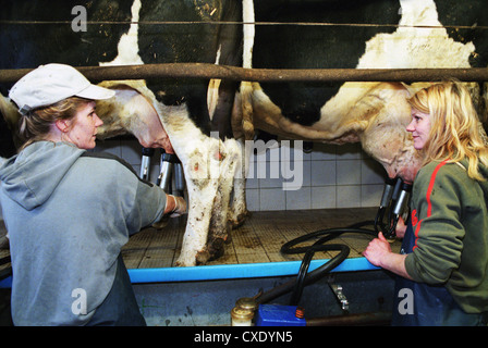 Heidenau vacche per essere collegato a una posizione di mungitura in sala di mungitura Foto Stock