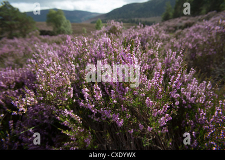 Area di Braemar, Scozia. Vista pittoresca del viola heather in piena fioritura a Glen Quoich nei Cairngorms. Foto Stock