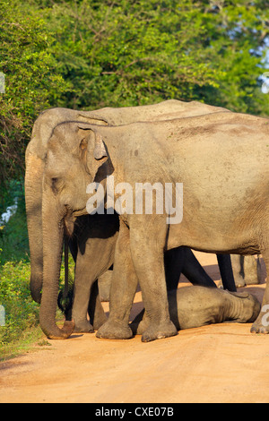Femmina selvatico asiatico elefanti con baby elephant, Yala National Park, Sri Lanka, Asia Foto Stock