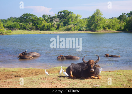 Domestico di acqua asiatici buffalo (Bubalus bubalis) e garzette, Yala National Park, Sri Lanka, Asia Foto Stock