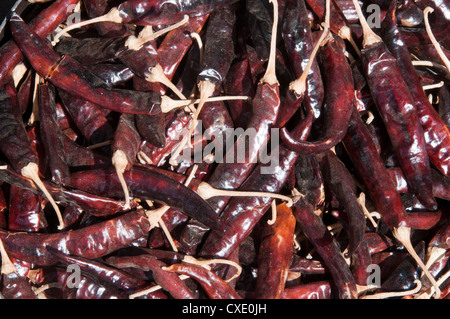 Rossi secchi peperoncino indiano Foto Stock