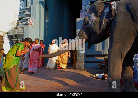 Benedizione di elefante, Kamakshi Amman, Kanchipuram, Tamil Nadu, India, Asia Foto Stock