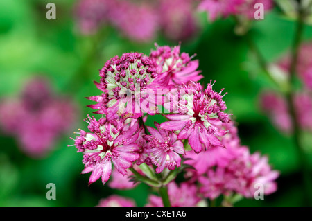 Astrantia stella di bellezza forma rosso closeup close-up di fiori perenni fioritura di fiori rosa bianco bloom blossom Foto Stock