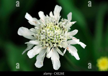 Dipsacus pilosus piccolo fiore teasel fiore bianco con fiori sbocciano fiori selvaggi di fioritura Foto Stock