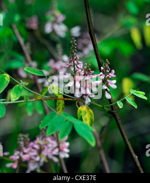 Indigofera amblyantha indigofera cinese Pinkflower indigo Arbusti decidui fiori di colore rosa fioritura Foto Stock