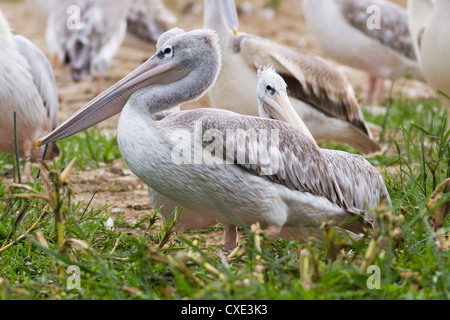 Rosa-backed Pelican (Pelecanus rufescens), Queen Elizabeth National Park, Uganda Foto Stock