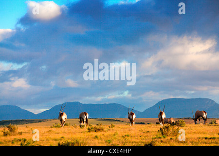 Il pascolo gemsbok sotto il cielo africano Foto Stock