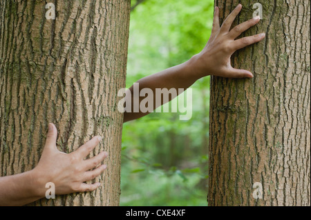 Per bambini mani toccano tronchi di alberi Foto Stock