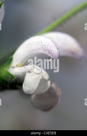 Salvia argentea bianco fiori Flower argento Salvia Argentea Lippenblütler pianta medicinale closeup close up Foto Stock