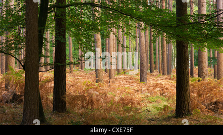 Interno della foresta di pini, New Forest, Hampshire, Inghilterra, Regno Unito Foto Stock