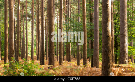 Interno della foresta di pini, New Forest, Hampshire, Inghilterra, Regno Unito Foto Stock