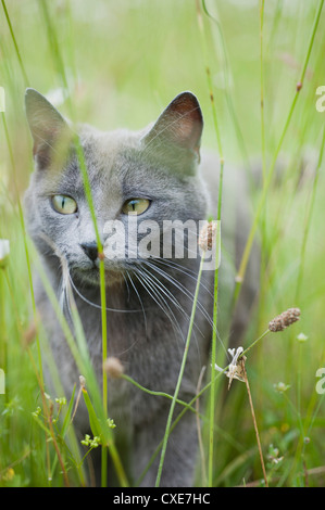 Blu di Russia gatto in erba Foto Stock