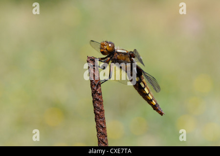 Ampia corposo chaser dragonfly (Libellula depressa) femmina, caccia dal metallo arrugginito palo da recinzione, Lesbo, Grecia Foto Stock