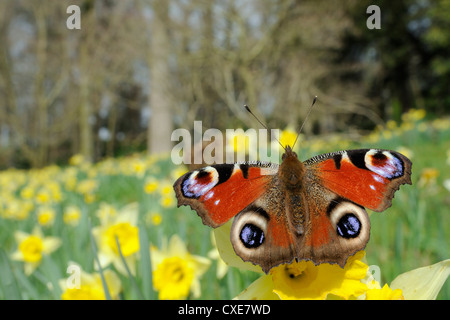 Farfalla pavone (Inachis io) su Wild daffodil (Narcissus pseudonarcissus), Wiltshire, Inghilterra Foto Stock