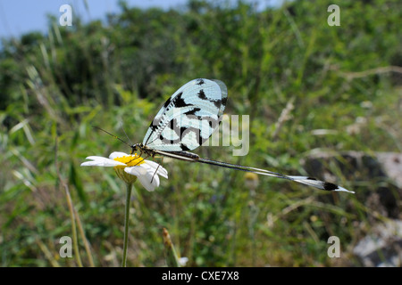 Filettatura lacewing alato o Spoonwing lacewing (Nemoptera sinuata) alimentazione a occhio di bue daisy (Leucanthemum vulgare), Lesbo, Grecia Foto Stock
