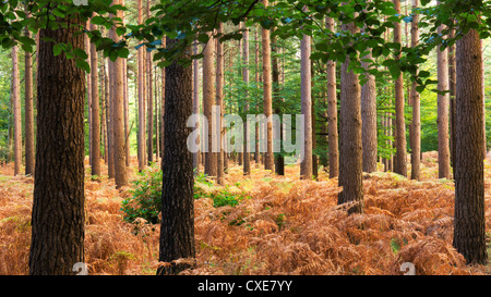 Interno della foresta di pini, New Forest, Hampshire, Inghilterra, Regno Unito Foto Stock