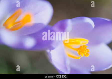 Viola di crochi, close-up Foto Stock