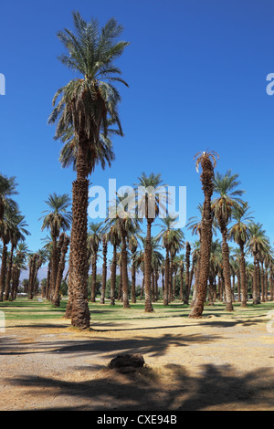 L'oasi Furnace Creek nella Death Valley Foto Stock