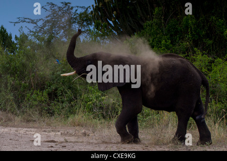 Elefante africano (Loxodonta africana) avente polvere bath Queen Elizabeth NP, Uganda Foto Stock