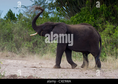 Elefante africano (Loxodonta africana) avente polvere bath Queen Elizabeth NP, Uganda Foto Stock