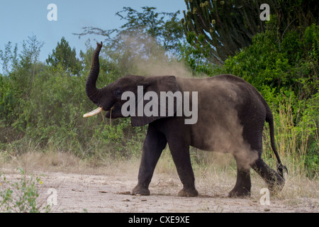 Elefante africano (Loxodonta africana) avente polvere bath Queen Elizabeth NP, Uganda Foto Stock