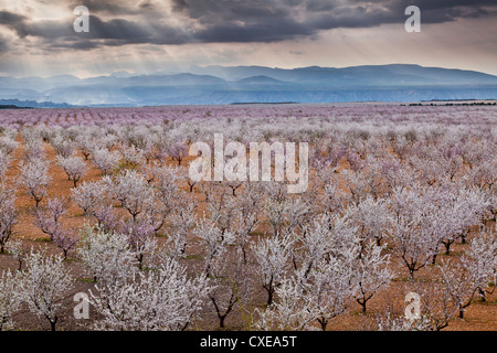 Primavera sbocciano i fiori di mandorla, Andalusia, Spagna, Europa Foto Stock