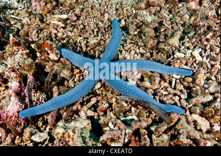 Blue starfish (Linckia laevigata), Filippine, Sud-est asiatico, in Asia Foto Stock
