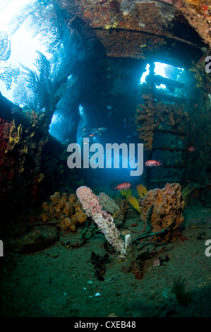 Crescita di coralli all'interno del relitto della Lesleen M freighter, affondato come un reef artificiale nel 1985 in Anse Cochon Bay, Santa Lucia Foto Stock