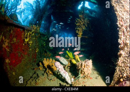 Crescita di coralli all'interno del relitto della Lesleen M freighter, affondato come un reef artificiale nel 1985 in Anse Cochon Bay, Santa Lucia Foto Stock