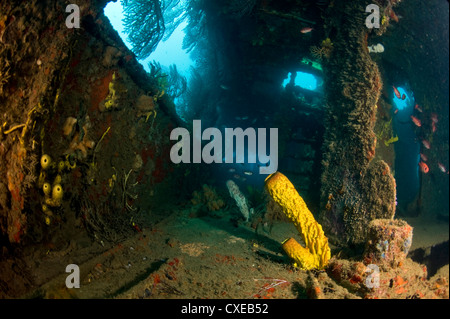 Crescita di coralli all'interno del relitto della Lesleen M freighter, affondato come un reef artificiale nel 1985 in Anse Cochon Bay, Santa Lucia Foto Stock