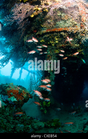 Crescita di coralli all'interno del relitto della Lesleen M freighter, affondato come un reef artificiale nel 1985 in Anse Cochon Bay, Santa Lucia Foto Stock