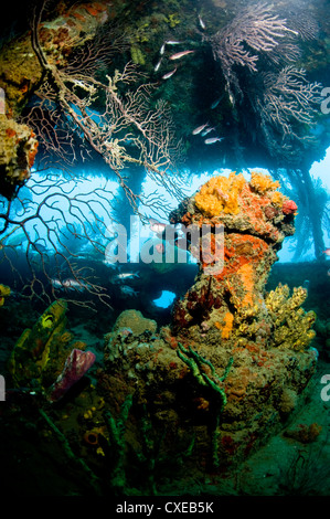 Crescita di coralli all'interno del relitto della Lesleen M freighter, affondato come un reef artificiale nel 1985 in Anse Cochon Bay, Santa Lucia Foto Stock