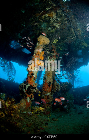 Crescita di coralli all'interno del relitto della Lesleen M freighter, affondato come un reef artificiale nel 1985 in Anse Cochon Bay, Santa Lucia Foto Stock