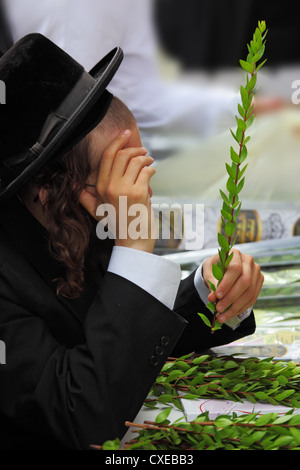 Un religioso ebreo sceglie il mirto / Adas / Foto Stock