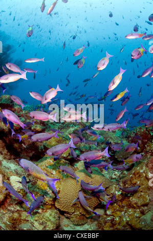 Scuola di creolo wrasse (Clepticus parrae), Santa Lucia, West Indies, dei Caraibi e America centrale Foto Stock