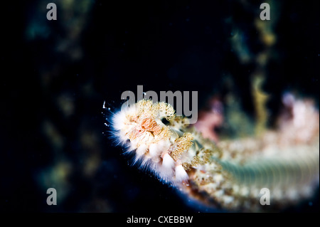 Andasse fireworm (Hermodice carunculata), Santa Lucia, West Indies, dei Caraibi e America centrale Foto Stock