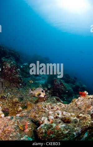 Smooth trunkfish (Lactophrys triqueter) e la scena sulla barriera corallina, Santa Lucia, West Indies, dei Caraibi e America centrale Foto Stock