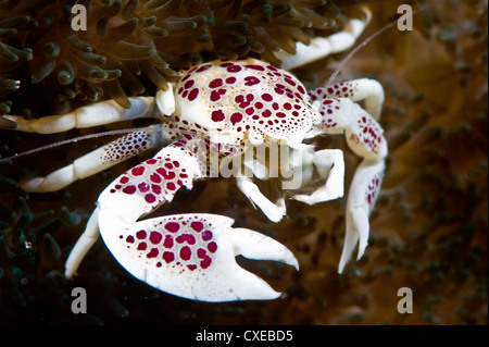 Avvistato granchio porcellana (Neopetrolisthes), in un anemone, Filippine, Sud-est asiatico, in Asia Foto Stock