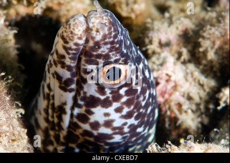 Spotted moray eel (Gymnothorax moringa), Santa Lucia, West Indies, dei Caraibi e America centrale Foto Stock