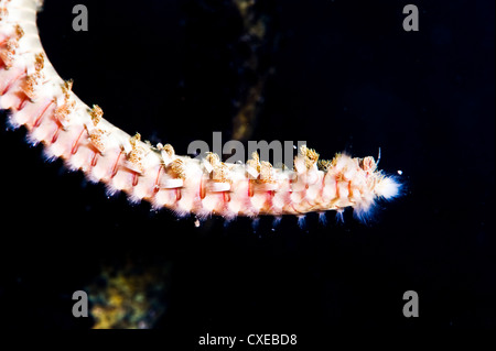 Andasse fireworm (Hermodice carunculata), Santa Lucia, West Indies, dei Caraibi e America centrale Foto Stock