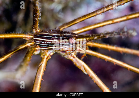 Freccia Yellowline granchio (Stenorhynchus seticornis), Santa Lucia, West Indies, dei Caraibi e America centrale Foto Stock