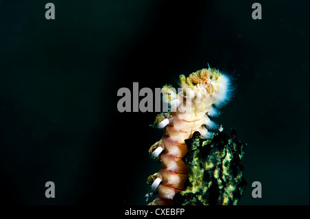 Andasse fireworm (Hermodice carunculata), Santa Lucia, West Indies, dei Caraibi e America centrale Foto Stock