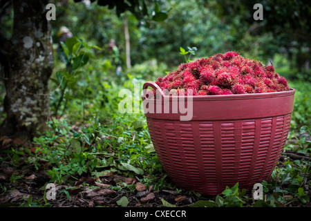 Un cesto pieno zeppo pieno di appena raccolto rambutans siede sulla terra sotto un albero di rambutan in una fattoria in Thailandia Foto Stock